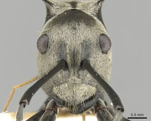 Polyrhachis olena - CASENT0906796