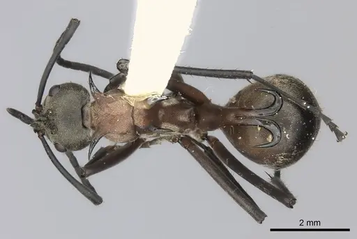 Polyrhachis olybria specimen