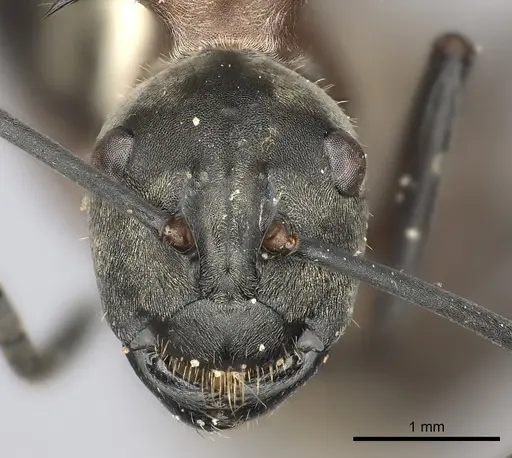 Polyrhachis olybria specimen