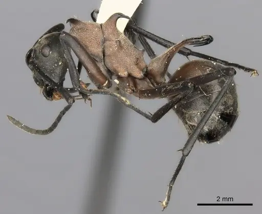 Polyrhachis olybria specimen