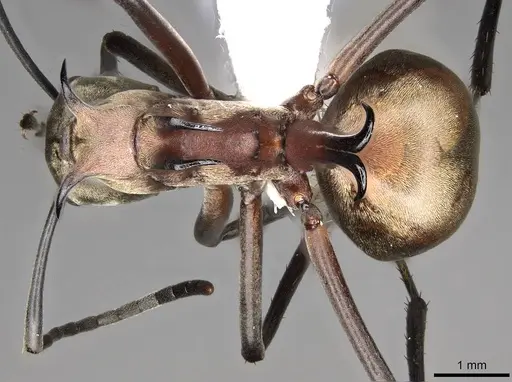 Polyrhachis olybria - CASENT0281419