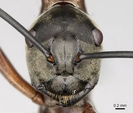 Polyrhachis olybria - CASENT0281419