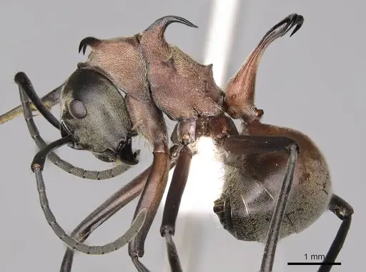 Polyrhachis olybria - CASENT0281419