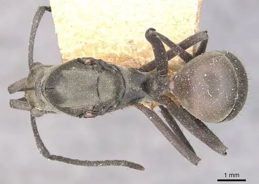 Polyrhachis olybria - CASENT0910901