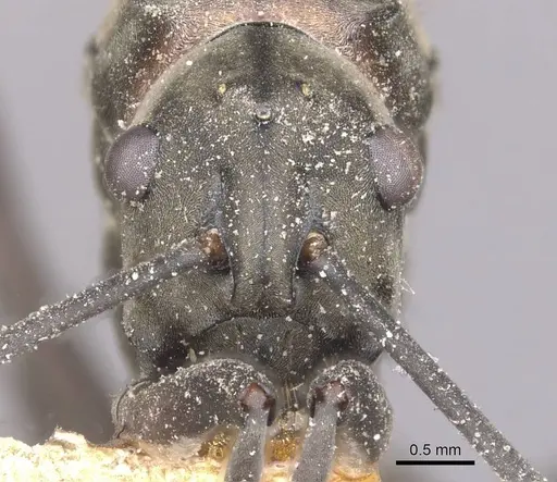 Polyrhachis olybria - CASENT0910901