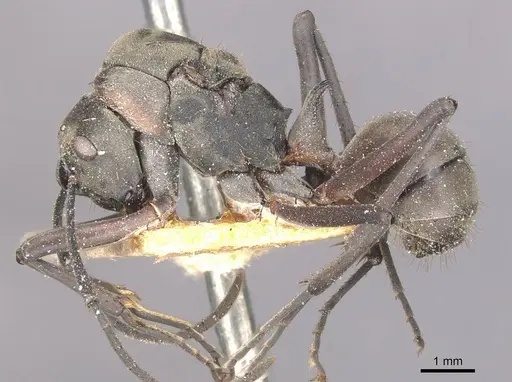 Polyrhachis olybria - CASENT0910901