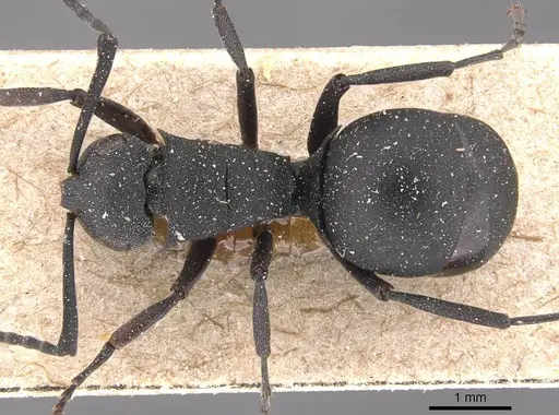 Polyrhachis omissa specimen