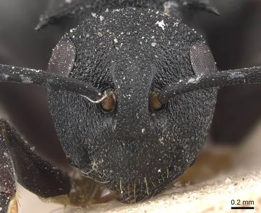 Polyrhachis omissa specimen