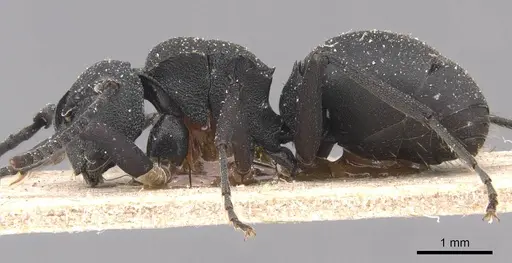Polyrhachis omissa specimen