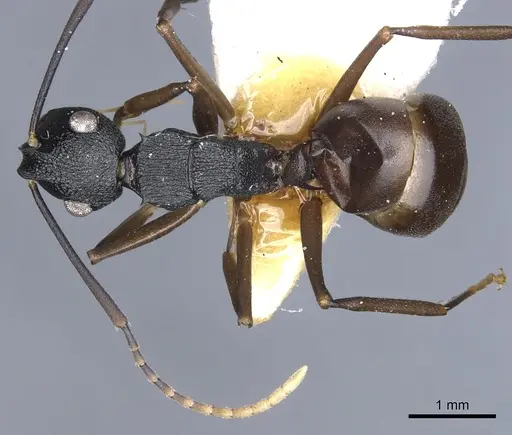 Polyrhachis omyrmex specimen
