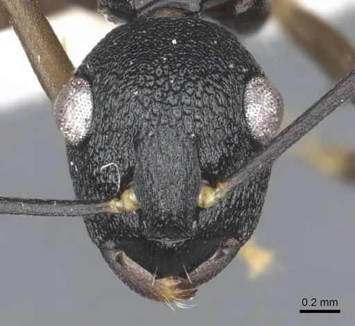 Polyrhachis omyrmex specimen