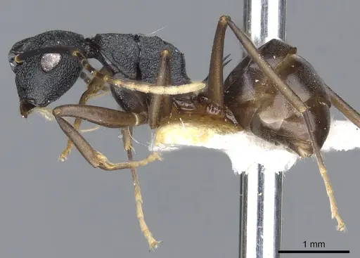 Polyrhachis omyrmex specimen