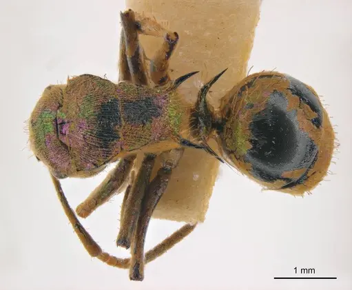 Polyrhachis opalescens specimen