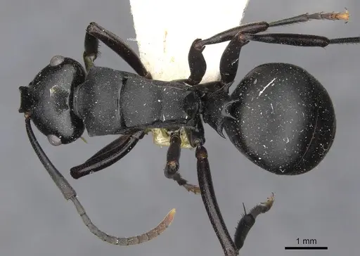 Polyrhachis ops specimen
