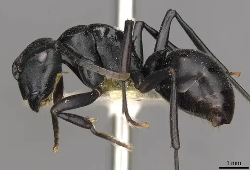 Polyrhachis ops specimen