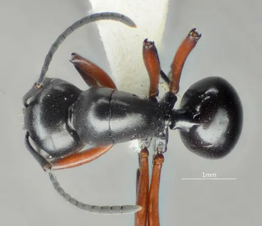 Polyrhachis orbihumera specimen