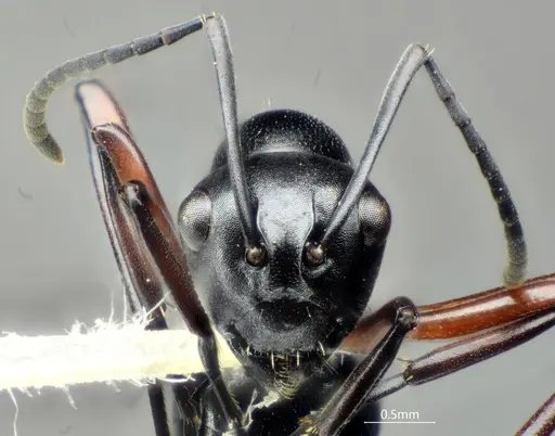 Polyrhachis orbihumera specimen