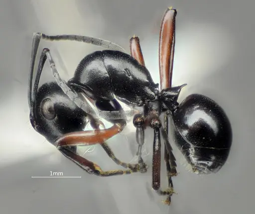 Polyrhachis orbihumera specimen