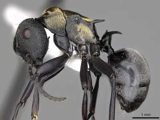 Polyrhachis ornata specimen