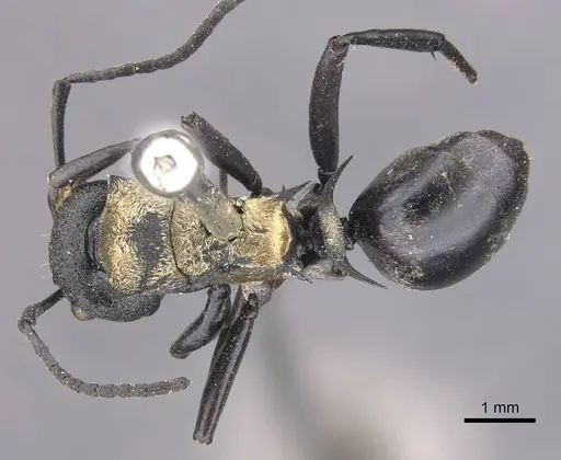 Polyrhachis ornata - CASENT0905573