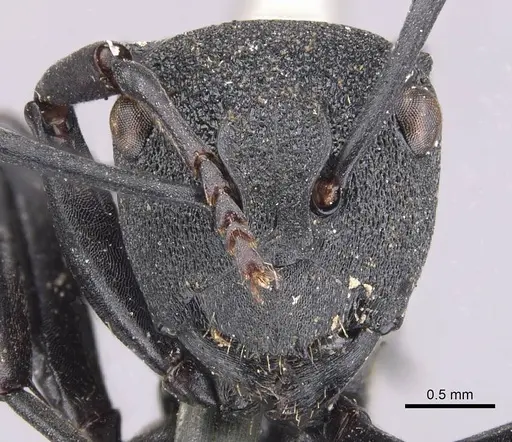 Polyrhachis ornata - CASENT0905573