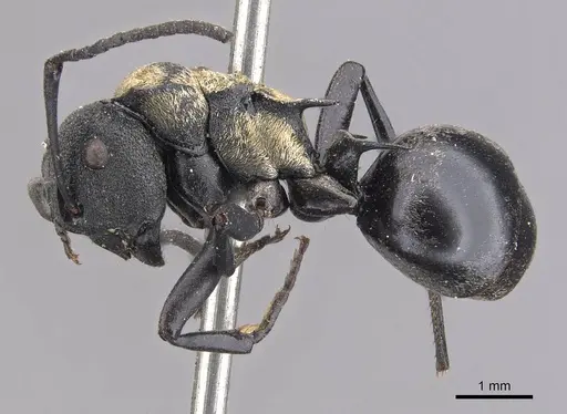 Polyrhachis ornata - CASENT0905573