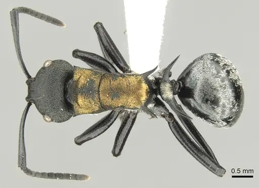 Polyrhachis ornata - CASENT0906597