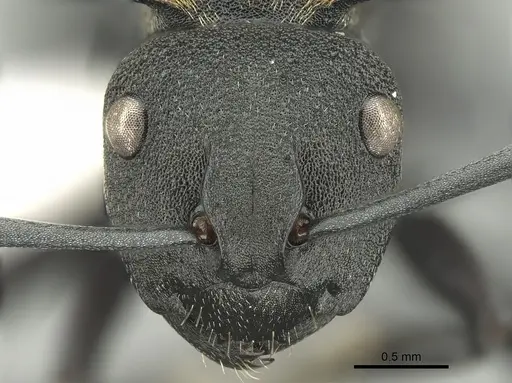 Polyrhachis ornata - CASENT0906597