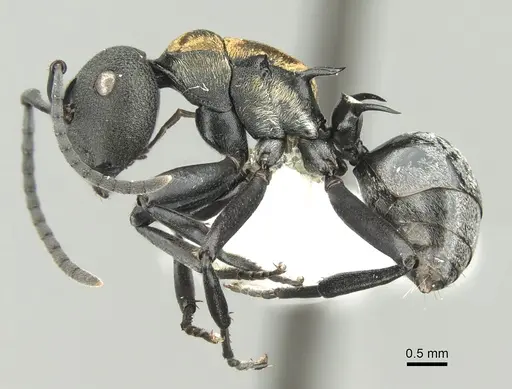 Polyrhachis ornata - CASENT0906597