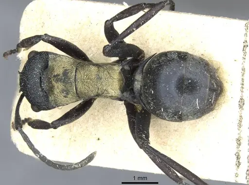 Polyrhachis ornata - CASENT0910840