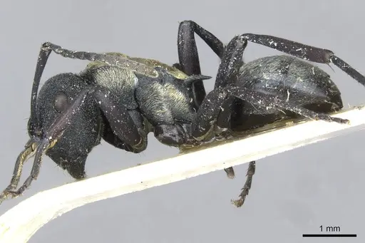 Polyrhachis ornata - CASENT0910840