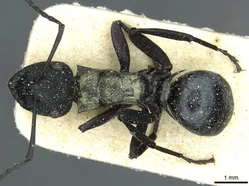 Polyrhachis ornata - CASENT0912114