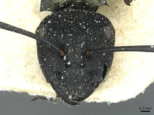 Polyrhachis ornata - CASENT0912114