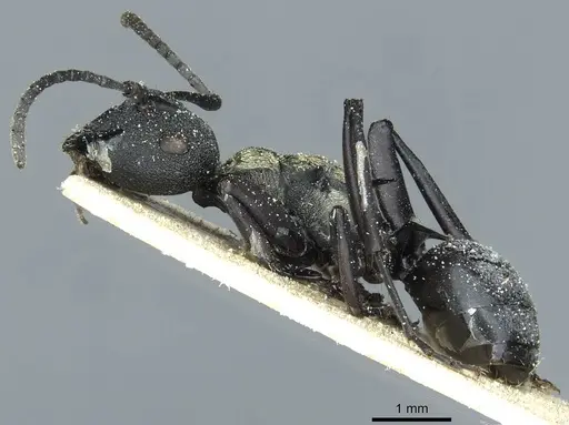 Polyrhachis ornata - CASENT0912114