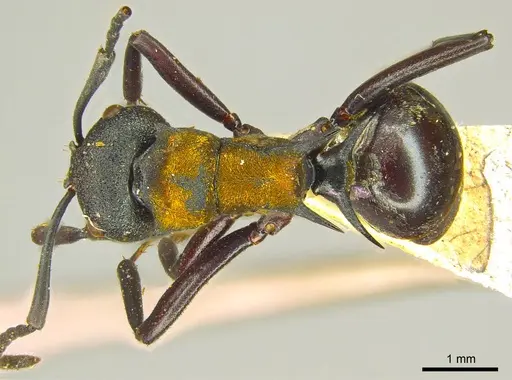 Polyrhachis ornata - CASENT0915617