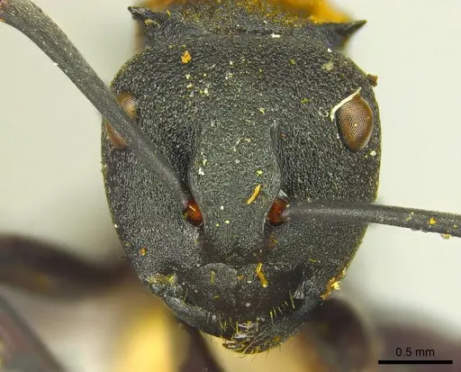 Polyrhachis ornata - CASENT0915617