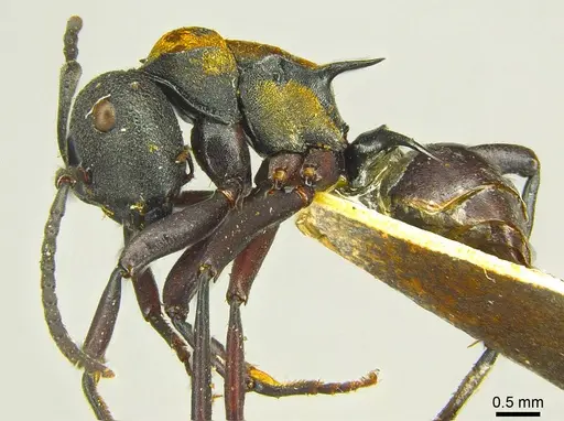 Polyrhachis ornata - CASENT0915617