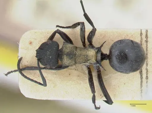 Polyrhachis ornata - FOCOL2933