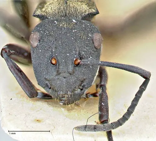 Polyrhachis ornata - FOCOL2933