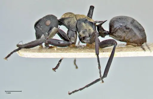 Polyrhachis ornata - FOCOL2933