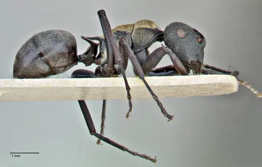 Polyrhachis ornata - FOCOL2933
