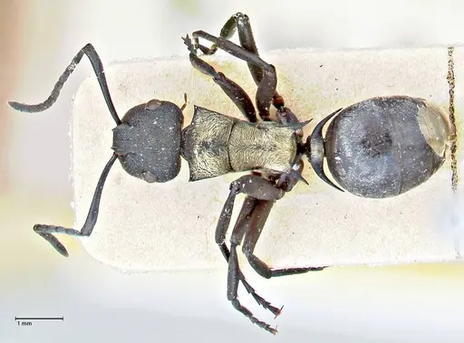 Polyrhachis ornata - FOCOL2934