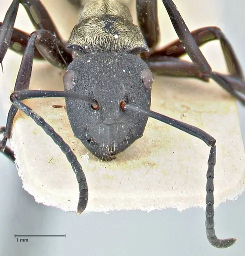 Polyrhachis ornata - FOCOL2934