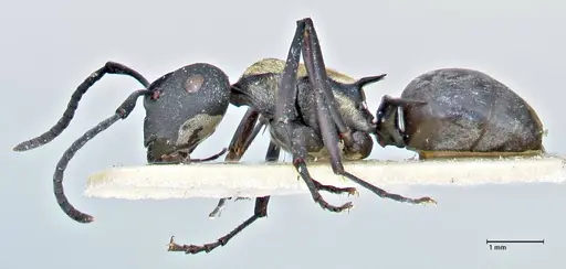 Polyrhachis ornata - FOCOL2934