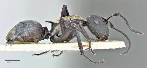 Polyrhachis ornata - FOCOL2934