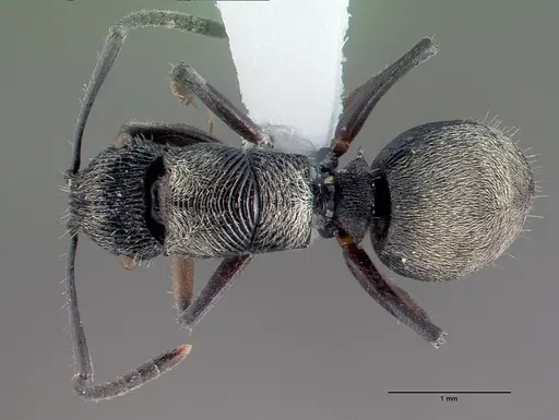 Polyrhachis orokana specimen