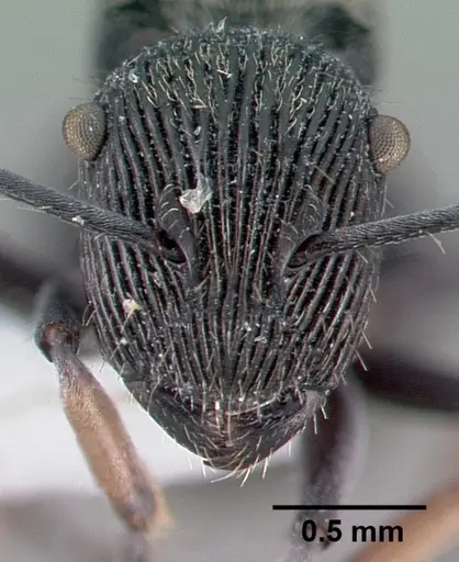 Polyrhachis orokana specimen