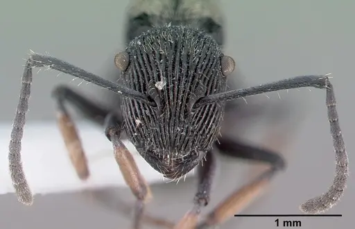 Polyrhachis orokana specimen