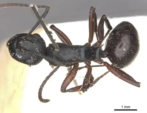 Polyrhachis orpheus specimen
