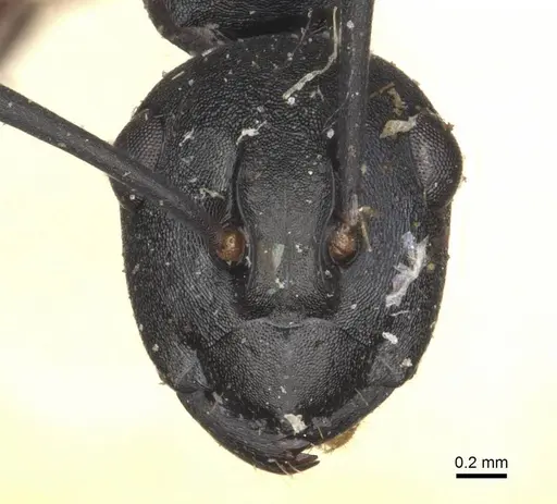 Polyrhachis orpheus specimen